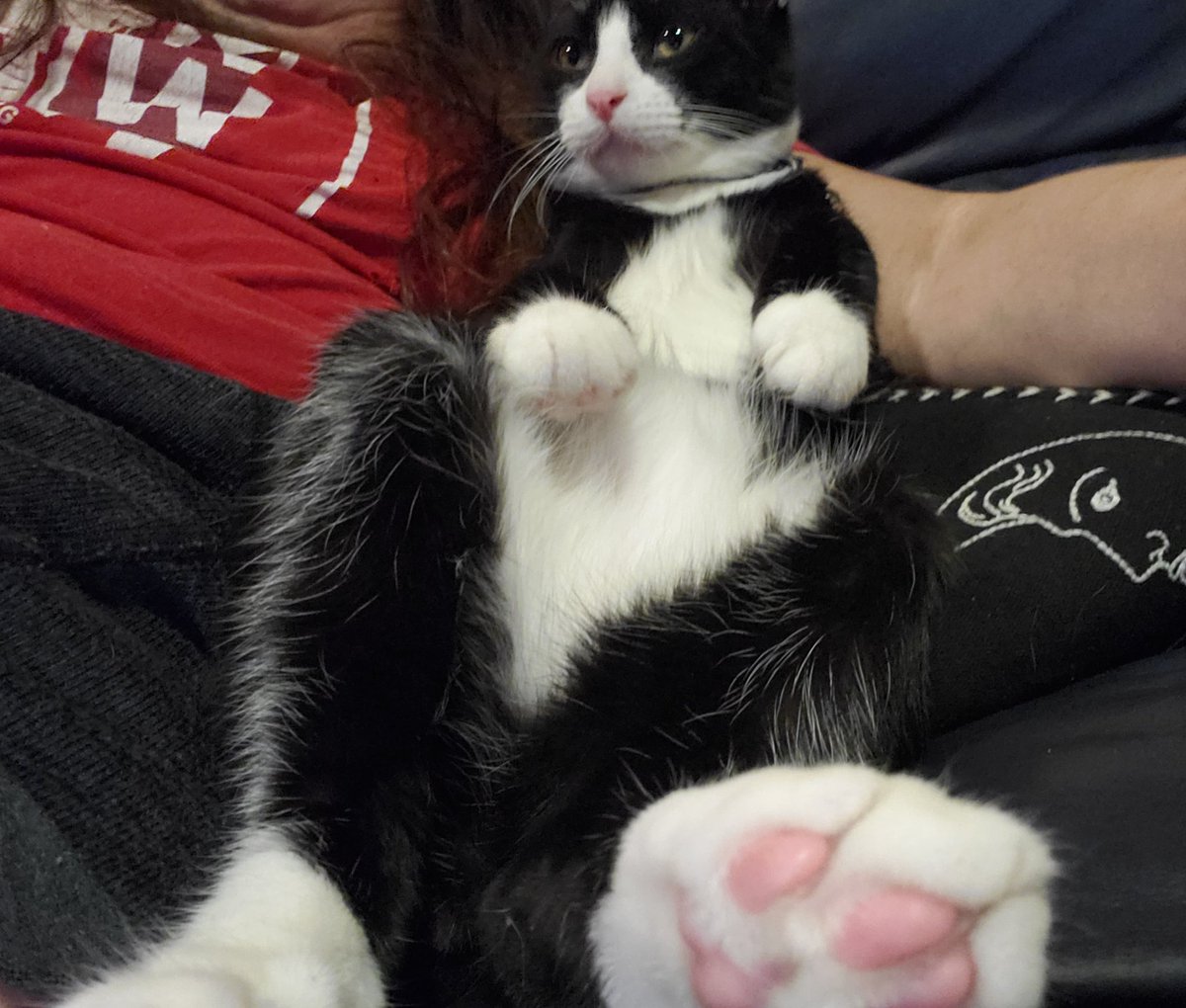 beauxbeautyblog's tweet photo. Tobias Forge likes to sit next to us and watch TV...lol. 🐈‍⬛👻🖤🤍💀 #TobiasForgeIsACat #CatTwitter #TuxedoCat #GhostTwitter #TobiasForge https://t.co/XHy7VreO7Q