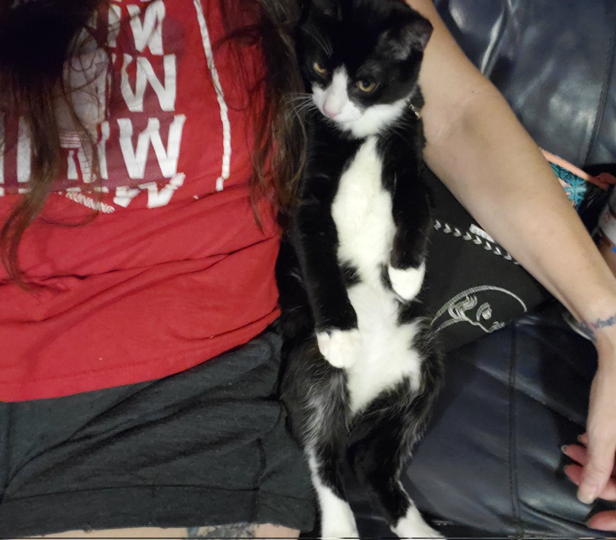 beauxbeautyblog's tweet photo. Tobias Forge likes to sit next to us and watch TV...lol. 🐈‍⬛👻🖤🤍💀 #TobiasForgeIsACat #CatTwitter #TuxedoCat #GhostTwitter #TobiasForge https://t.co/XHy7VreO7Q