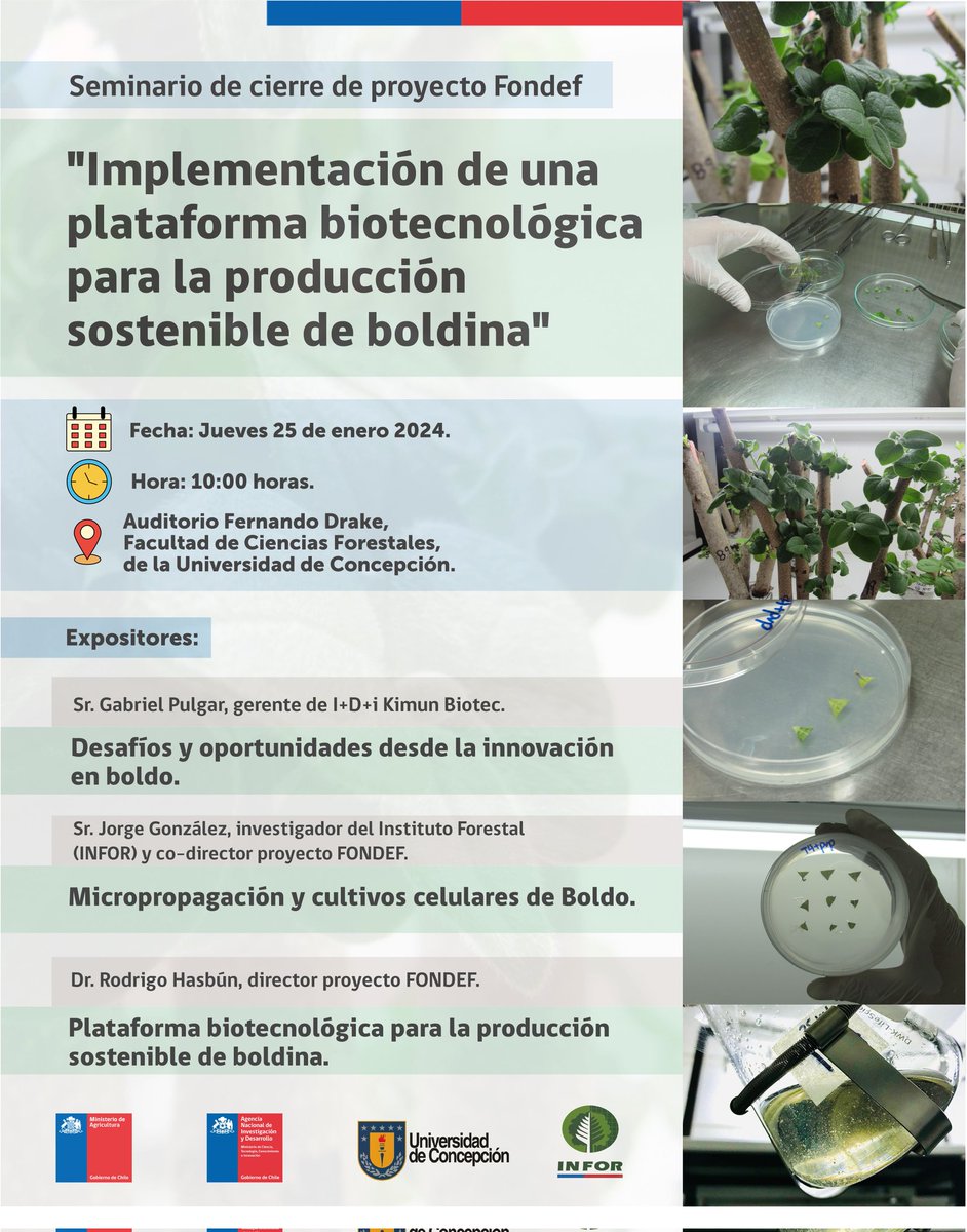 INFOR_Minagri's tweet photo. 📣Participa del Seminario de cierre del Proyecto de investigación Fondef "Implementación de una plataforma biotecnológica para la producción sostenible de boldina" que dirige el Dr. Rodrigo Hasbún, donde nuestro investigador INFOR de Sede Biobío, Jorge González, será expositor. https://t.co/w04vOSDgVb