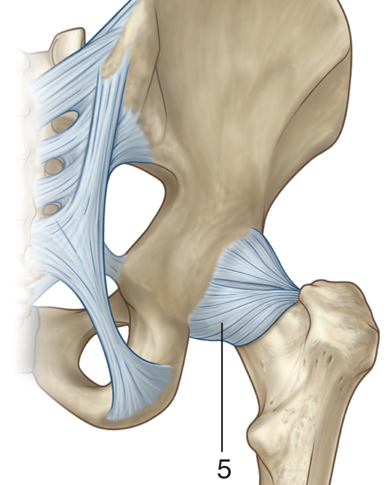 Hoy toca repasar los #ligamentos de la articulación de la #cadera⤵️
📌1. Espina ilíaca anteroinferior
📌2. Ligamento #iliofemoral
📌3. Ligamento #pubofemoral
📌4. Eminencia #iliopúbica
📌5. Ligamento #isquiofemoral
📚Gray. Flashcards de Anatomía © 2022