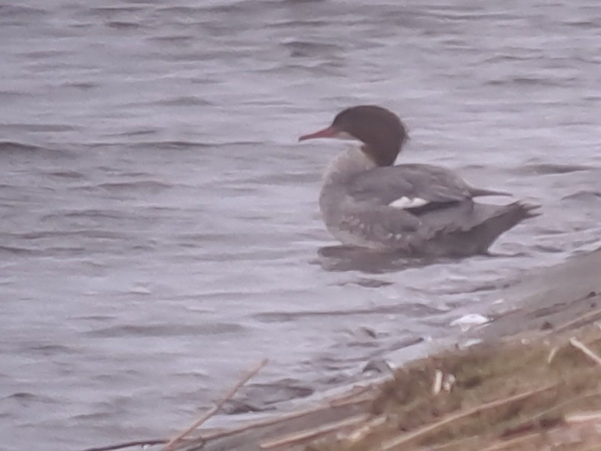 Roelf Hovinga tweet media