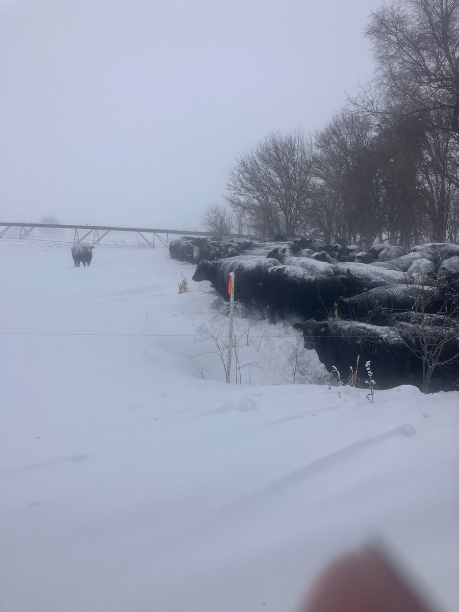 faither101_'s tweet photo. If there was ever a time to thank a farmer or rancher, now would be it. They are out here working their tails off to do what they can for their livestock in these frigid conditions. I have so much admiration and appreciation for my dad &amp; what he does everyday! @FellowsFarm https://t.co/XV8HAcn7GE