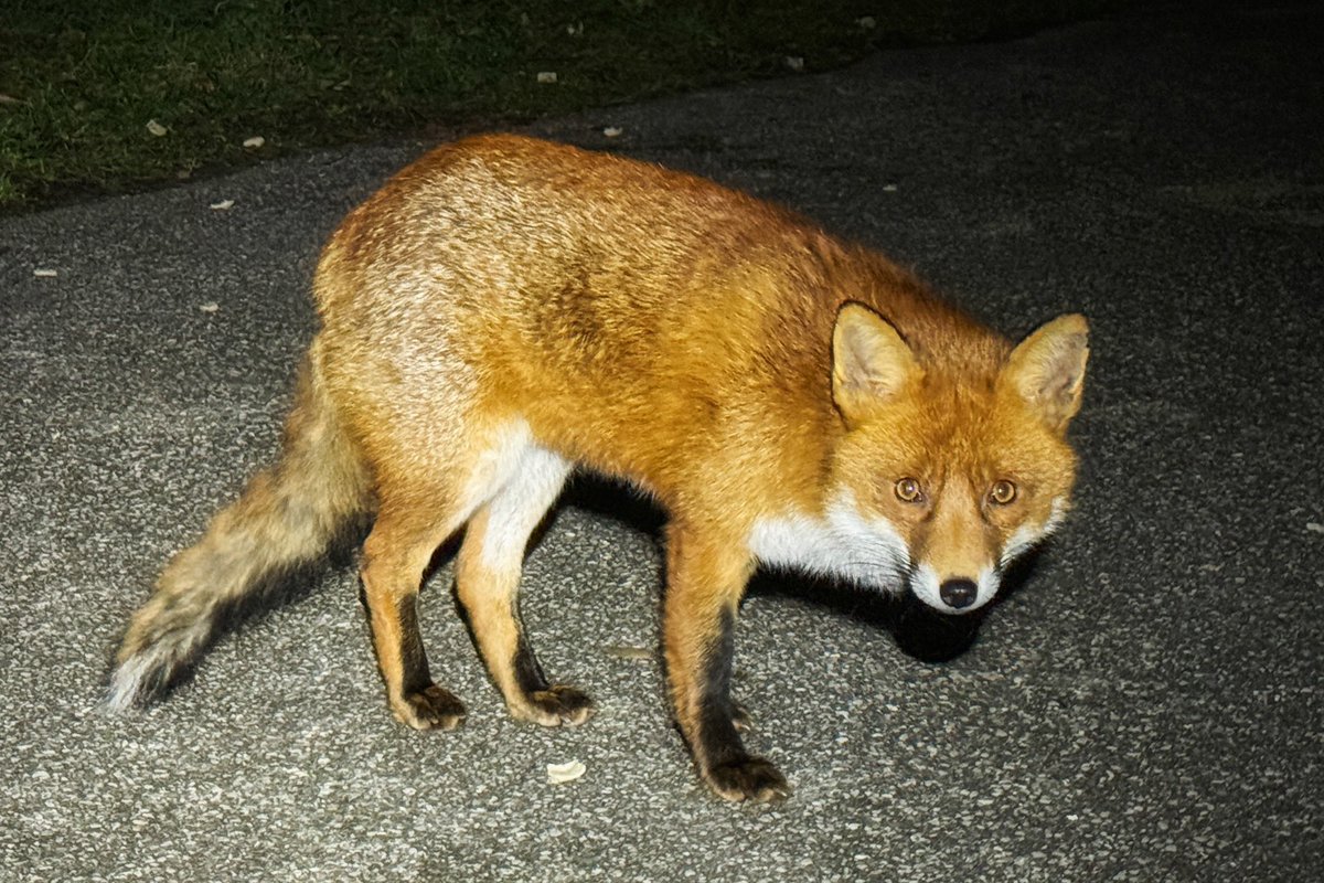 ‘Basil Foxy’ ❤️🦊 #Fox #Wildlife #Nature #FoxOfTheDay @ChrisGPackham @WYP_CNewsome @DorsetWildlife