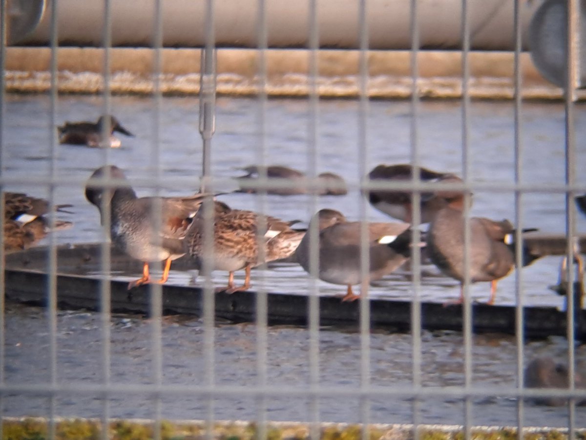 Roelf Hovinga tweet media