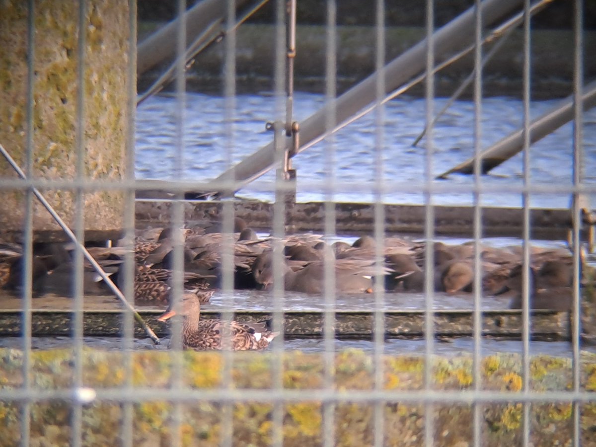 Roelf Hovinga tweet media