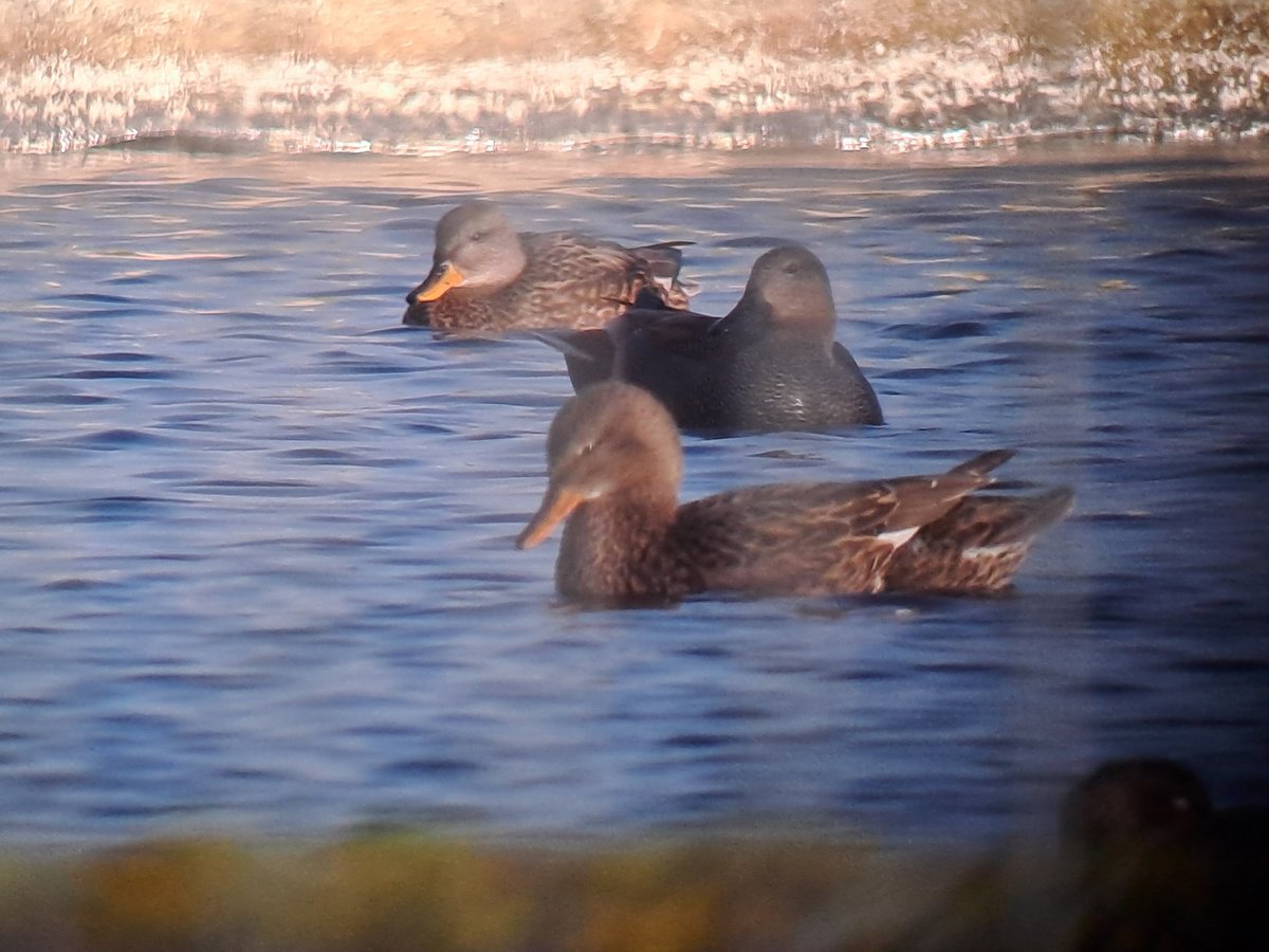 Roelf Hovinga tweet media