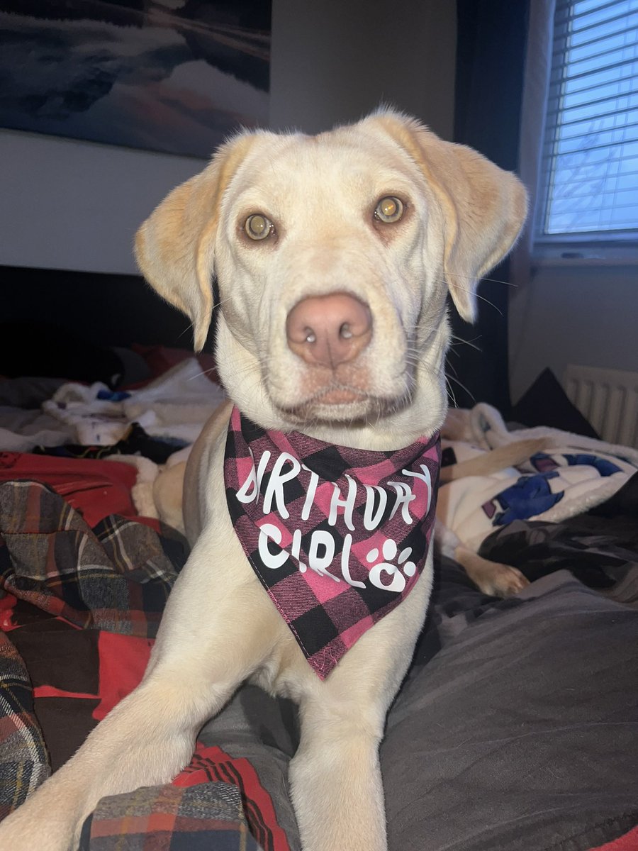 BookishDucky's tweet photo. Lola enjoyed celebrating her birthday just before Christmas 🥰 https://t.co/O0cFEshsES