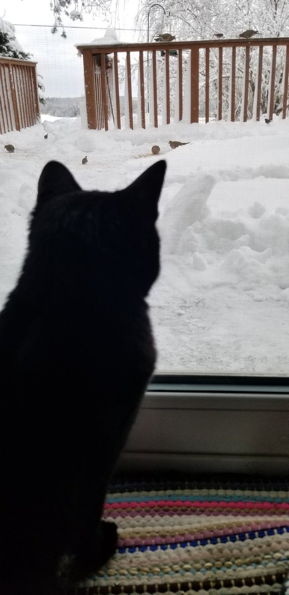 vintagepix's tweet photo. #Caturday snow day: @yourevilcats is watching #BirdfeederTV 🐈‍⬛
#CatsOfTwitter #BlackCat #SpoiledCat https://t.co/AKmCBwFYyD