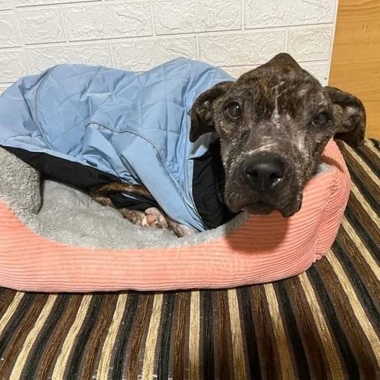 SosAbuelos1's tweet photo. Chanel .
Necesita una acogida muy muy urgente,una perrita que lleva mucho con nosotros y que nunca ha conocido una familia ,sólo nos ha tenido a nosotros,con la que hemos jugado,abrazado,la hemos llevado al río y hemos hecho todo lo posible porque se sintiera la perrita más guapa y querida del mundo.

Hace seis meses que Chanel está luchando con un tumor de páncreas que la ha dejado con 15 kilos,llevamos acompañándola y peleando con ella para que tenga una esperanza,algo que ese cáncer no nos ha dejado conseguir.

Hemos estado con ella de ingresos hospitalarios durante bastante tiempo con muchos altibajos y ya no se puede hacer mas

Lamentablemente nuestra hermosa Chanel se encuentra en fase terminal y no queremos que sus días terminen en la soledad de un refugio, queremos que alguien la acompañe en una casita y aunque sea en el final que conozca el calor de un hogar.

Por favor ayudarnos a conseguirlo, ella se merece eso y mucho más....

Tlf:628190 796 Loli
Esta en Toledo