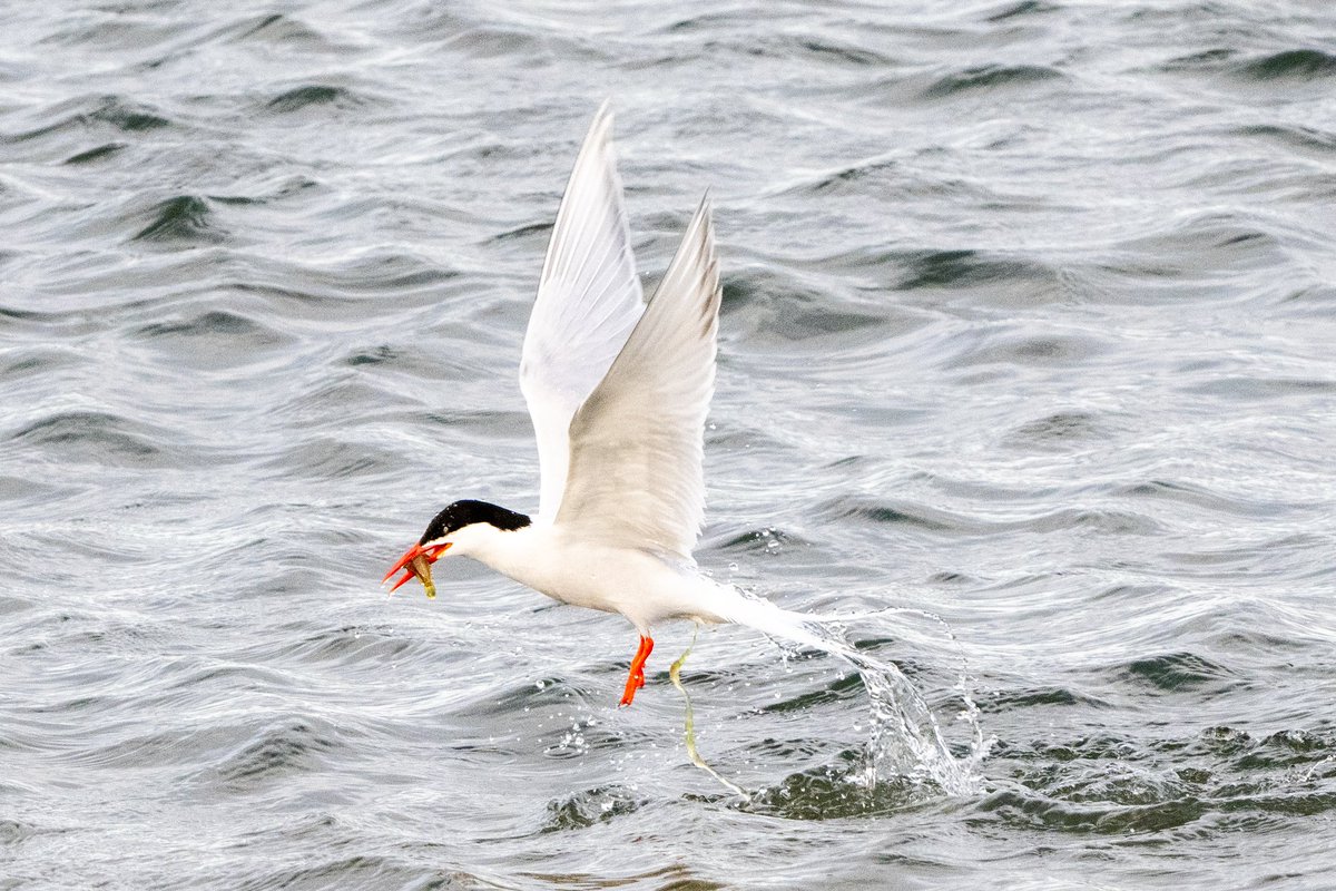 Cath Livingstone(@tivadiva.bsky.social) tweet media