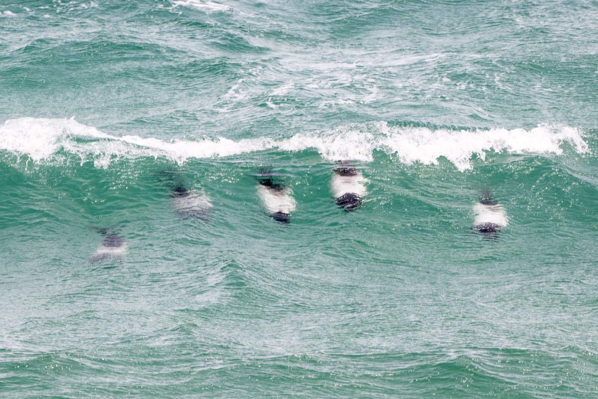 Cath Livingstone(@tivadiva.bsky.social) tweet media