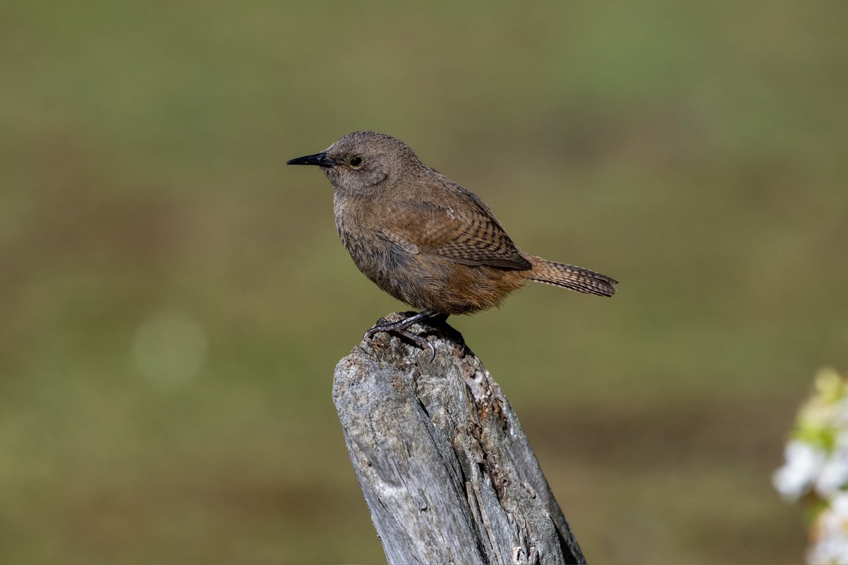 Cath Livingstone(@tivadiva.bsky.social) tweet media