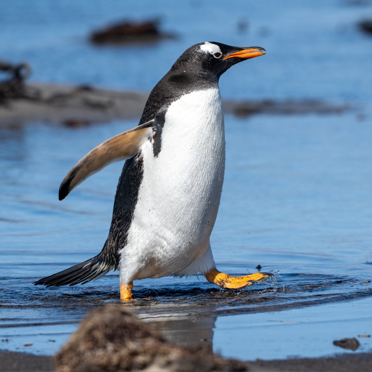 Cath Livingstone(@tivadiva.bsky.social) tweet media