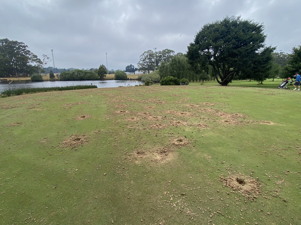 Trentham_GC's tweet photo. When corella’s attack!!! How do you move them on????? https://t.co/wxOuOdRTx9