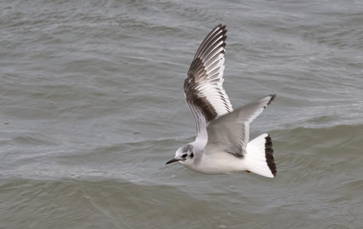 Roger Riddington (@rogerriddington) on Twitter photo January in Shetland - slim pickings, and light is hard to come by. Little Gulls always look lovely though, even in a bitter northwesterly. As of course do Canada Geese... <a href="/NatureInShet/">Nature in Shetland</a> January in Shetland - slim pickings, and light is hard to come by. Little Gulls always look lovely though, even in a bitter northwesterly. As of course do Canada Geese... <a href="/NatureInShet/">Nature in Shetland</a>