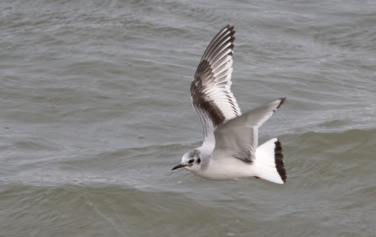 January in Shetland - slim pickings, and light is hard to come by. Little Gulls always look lovely though, even in a bitter northwesterly. As of course do Canada Geese... @NatureInShet