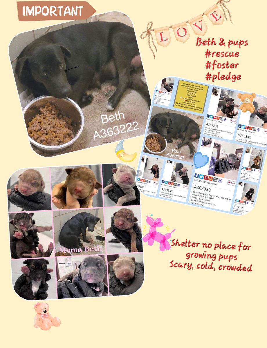beeleevitonly's tweet image. 🆘️MOM &amp;amp; PUPS #CorpusChristiACS #TX 
Pretty #BlackLab BETH #A363222 came to shelter 12/28 &amp;amp; w/in days gave birth to pups. They are being kept safe,  but mom &amp;amp; pups need a place to grow &amp;amp; be safe until 🏡👨‍👩‍👦❤️ need #LocalFoster #Rescue #PledgeForRescue  #CCneighborhoods