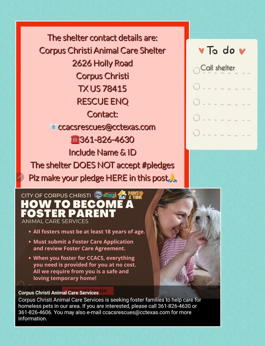 beeleevitonly's tweet image. 🆘️MOM &amp;amp; PUPS #CorpusChristiACS #TX 
Pretty #BlackLab BETH #A363222 came to shelter 12/28 &amp;amp; w/in days gave birth to pups. They are being kept safe,  but mom &amp;amp; pups need a place to grow &amp;amp; be safe until 🏡👨‍👩‍👦❤️ need #LocalFoster #Rescue #PledgeForRescue  #CCneighborhoods