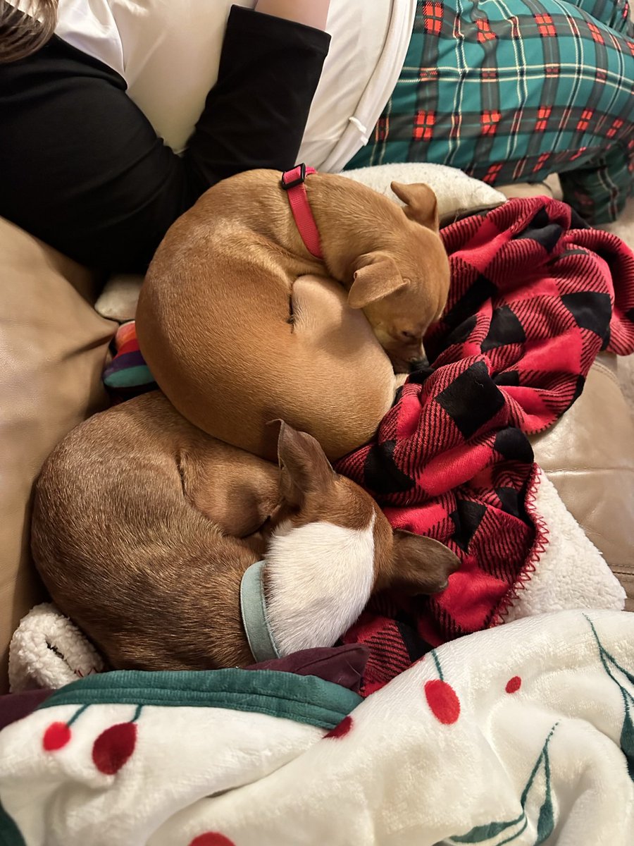ArtyRaeArt's tweet photo. Puppy bageling ๐๐ถ๐ฅฏ #bagel #puppy #cute #mybabies #art #digitalart #jackchi https://t.co/IXTQXhLImh