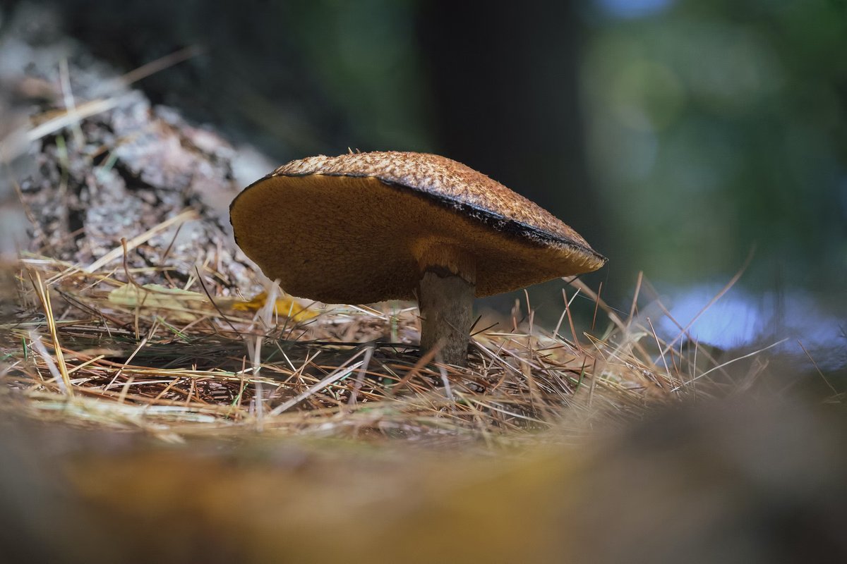 LightNatures's tweet photo. #nature #naturephotography #mushroom #mushroomphotography #toadstool #fungi #fungilove #fungiphotography #photography #nikonzii https://t.co/vwO8DubN8q