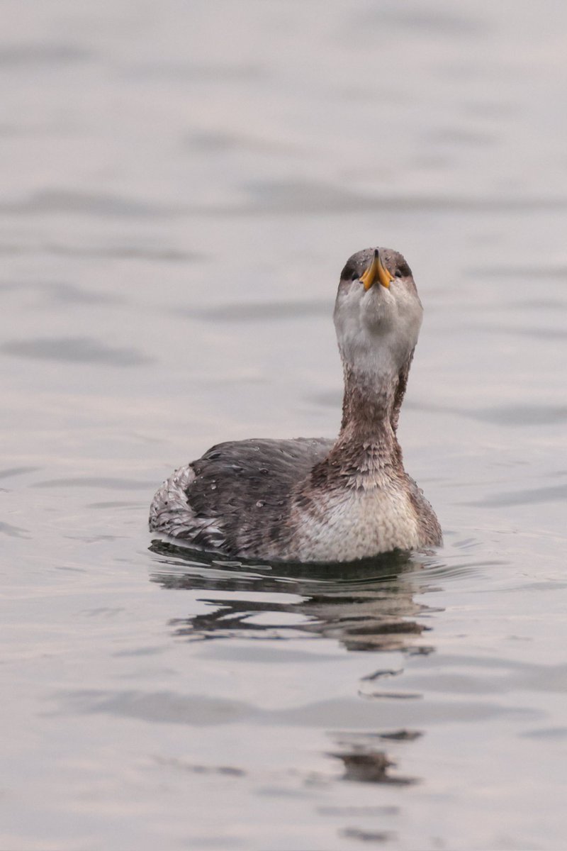 UkAnvil's tweet photo. Hey @nickyperry82, I made it down to @LisvaneLlanRes this afternoon and got some shots of the #RedNeckGrebe in the end ๐ https://t.co/VS0RmALCmu