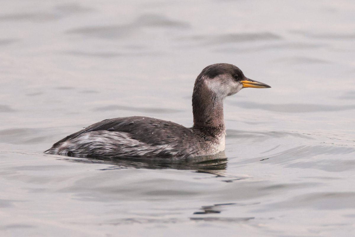 UkAnvil's tweet photo. Hey @nickyperry82, I made it down to @LisvaneLlanRes this afternoon and got some shots of the #RedNeckGrebe in the end ๐ https://t.co/VS0RmALCmu