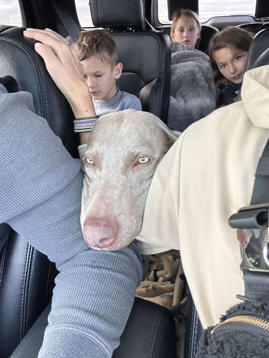 gardnerbarry8's tweet photo. Excited to welcome a new addition to the family today! We officially brought home Casey! #weim https://t.co/EfLosyy0NH