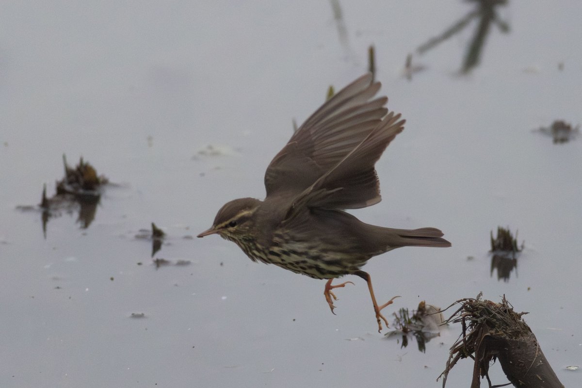 Tony Blake tweet media