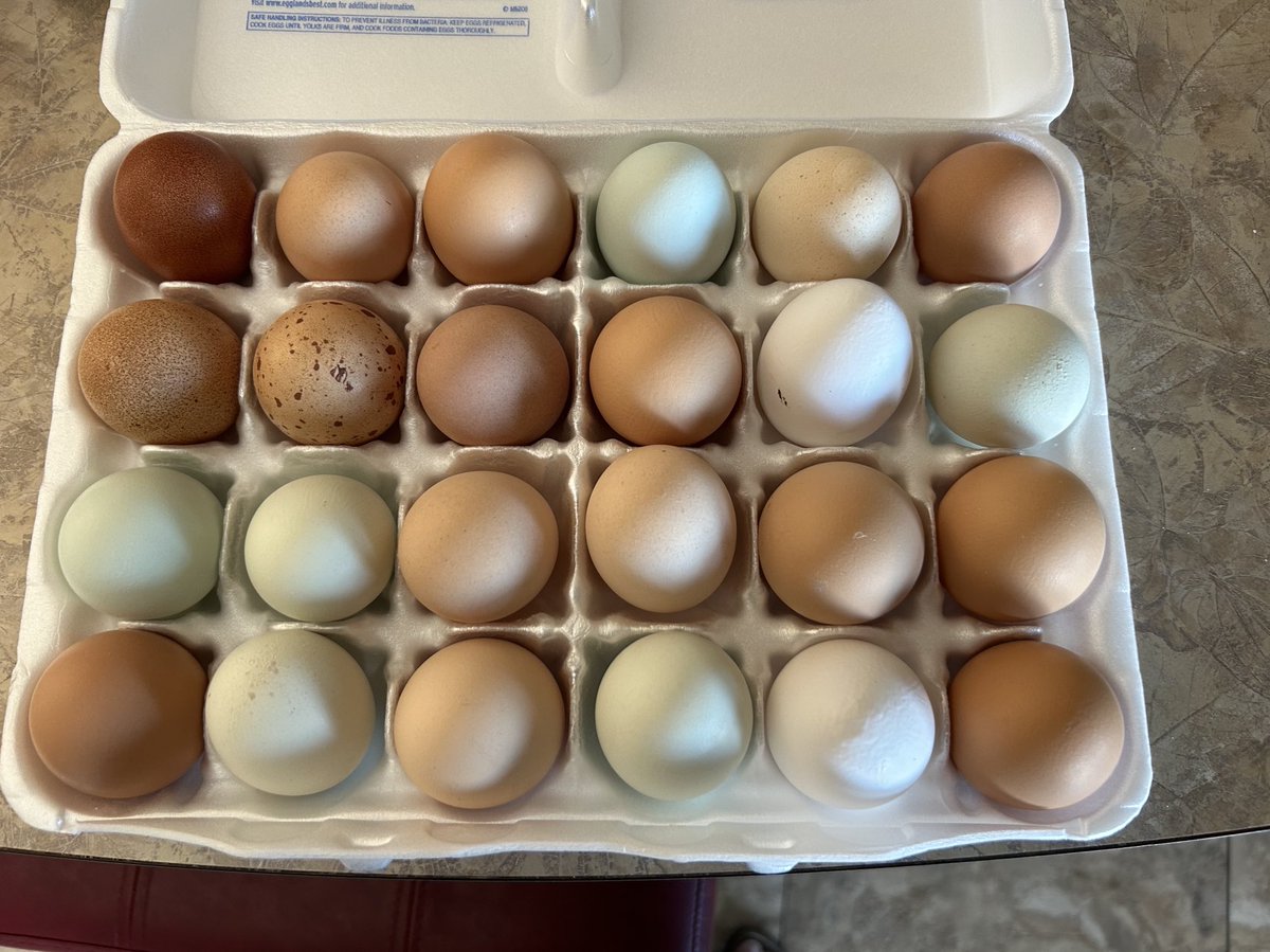 Direct from my friend’s household flock! Aren’t they gorgeous? #FreshEggs