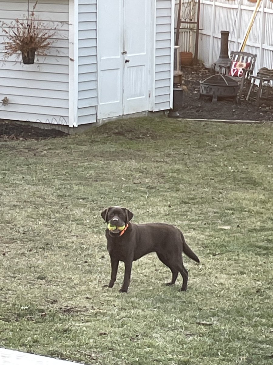 She’s getting on in years (age 10) but #DavyLab Stella’s love for tennis balls has not changed….♥️
(Two-fer 😂)