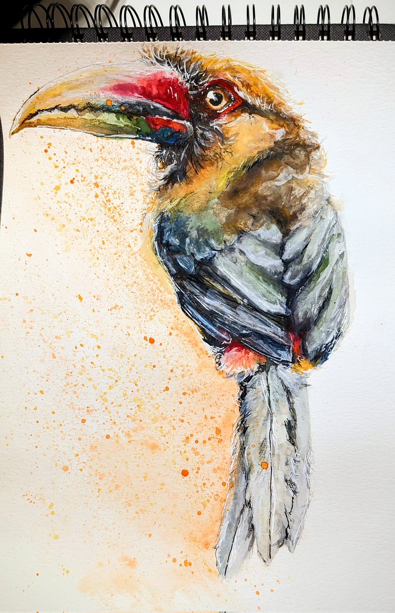 🦜🍋Saffron Toucanet