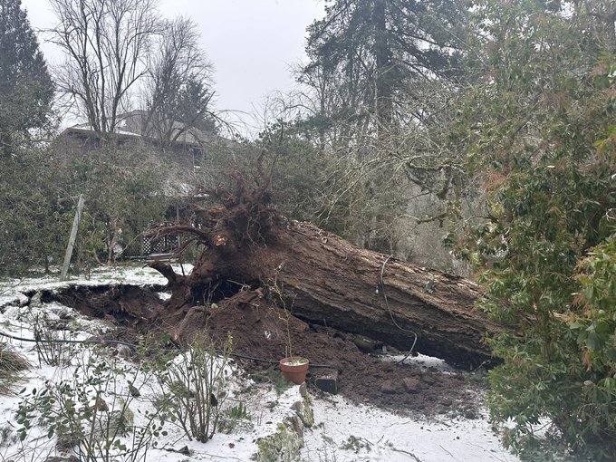 In case you&rsquo;re wondering how it&rsquo;s going in Portland: another one of our massive Douglas Fir trees fell<a href="/tag/mvsales"class="tags"><span>#mvsales</span></a>