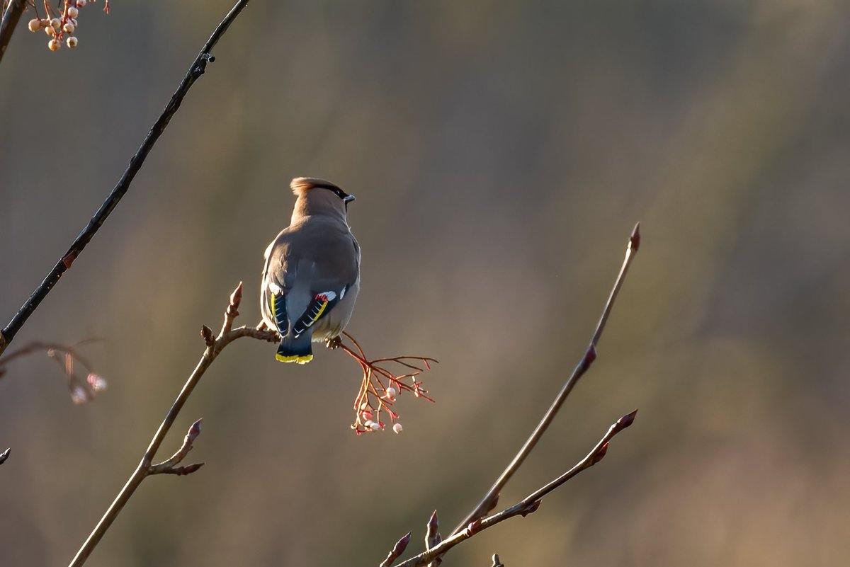 fiona4fiona's tweet photo. Waxwings at Mertoun Bridge, St Boswells …..
#waxwings #waxwingsuk #scottishborders @SWTBorders @RSPBScotland @ScottishBirding https://t.co/RTFpqUed3z