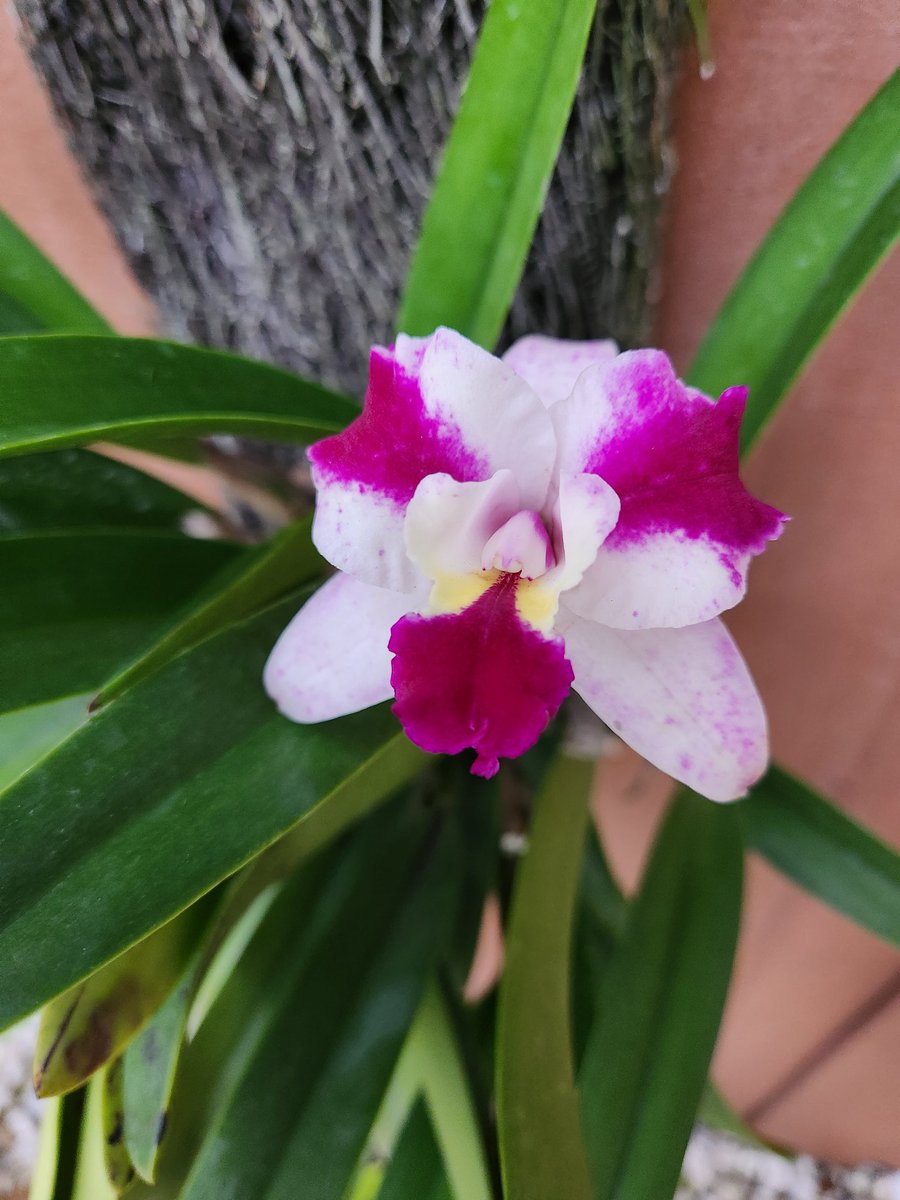 BMcNoldy's tweet photo. A selection of the back yard bloomers today...
#Miami #winter #Zone11a https://t.co/eYIN38M0q7