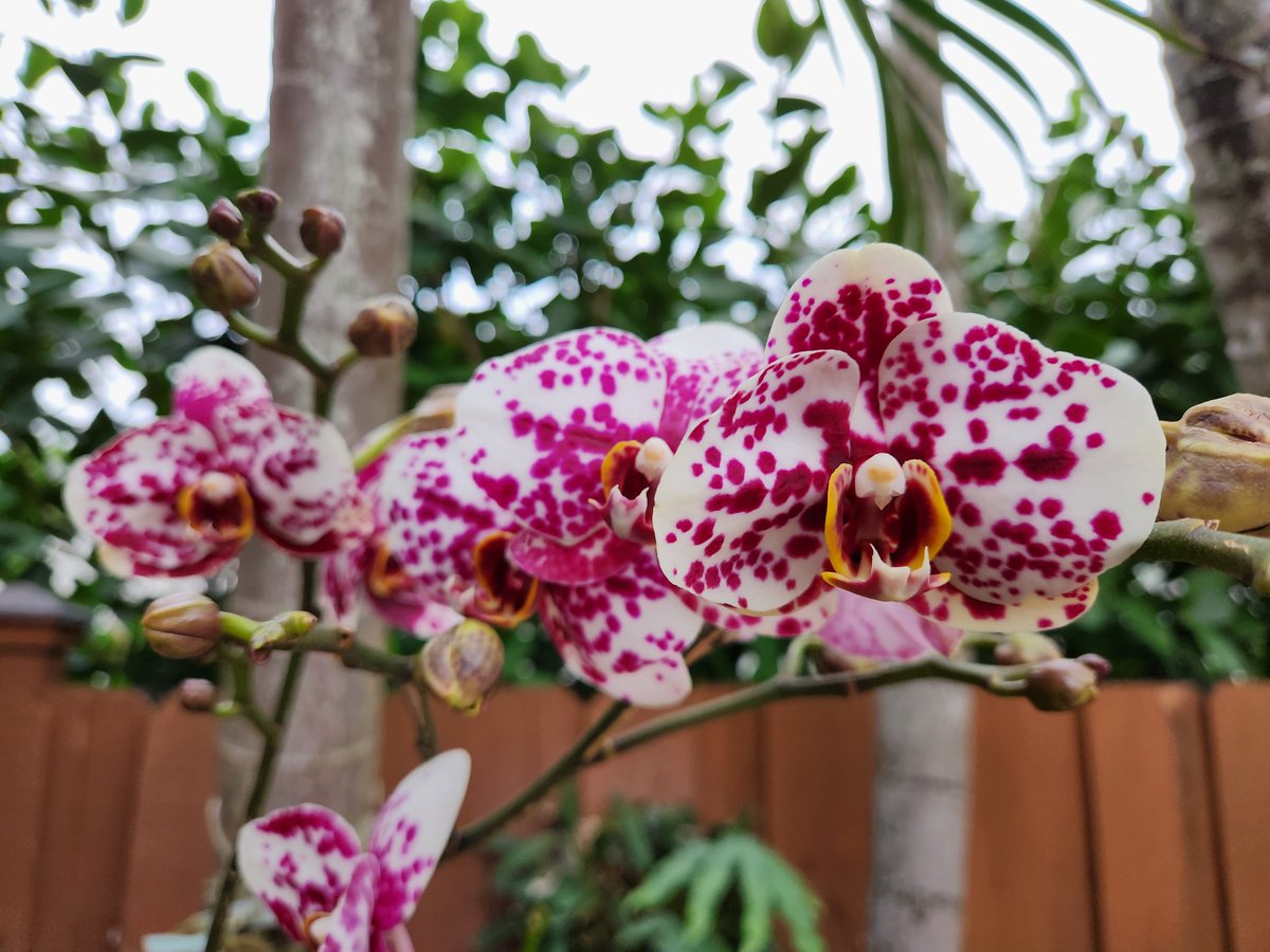 BMcNoldy's tweet photo. A selection of the back yard bloomers today...
#Miami #winter #Zone11a https://t.co/eYIN38M0q7