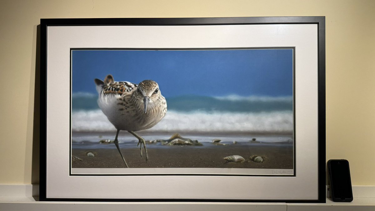 So excited for this new original art from Dan Derbyshire…maybe the largest Least Sandpiper ever?