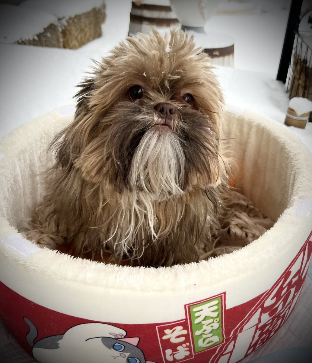 TheHerdHouse's tweet photo. It’s the same picture!
#ColdSoup https://t.co/DQ0aTcBlg5