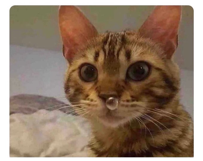 Him: &ldquo;are you fucking stupid?&rdquo;  Me: https://t.co/iTsqLIAvmt