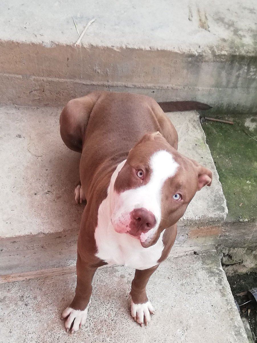 NellyLojano's tweet photo. Majestuoso Zeus🐶😍😎❤️‍🔥#real #LoveStory #animallover #ECUADOR #perruno https://t.co/A8U2MBtGZu