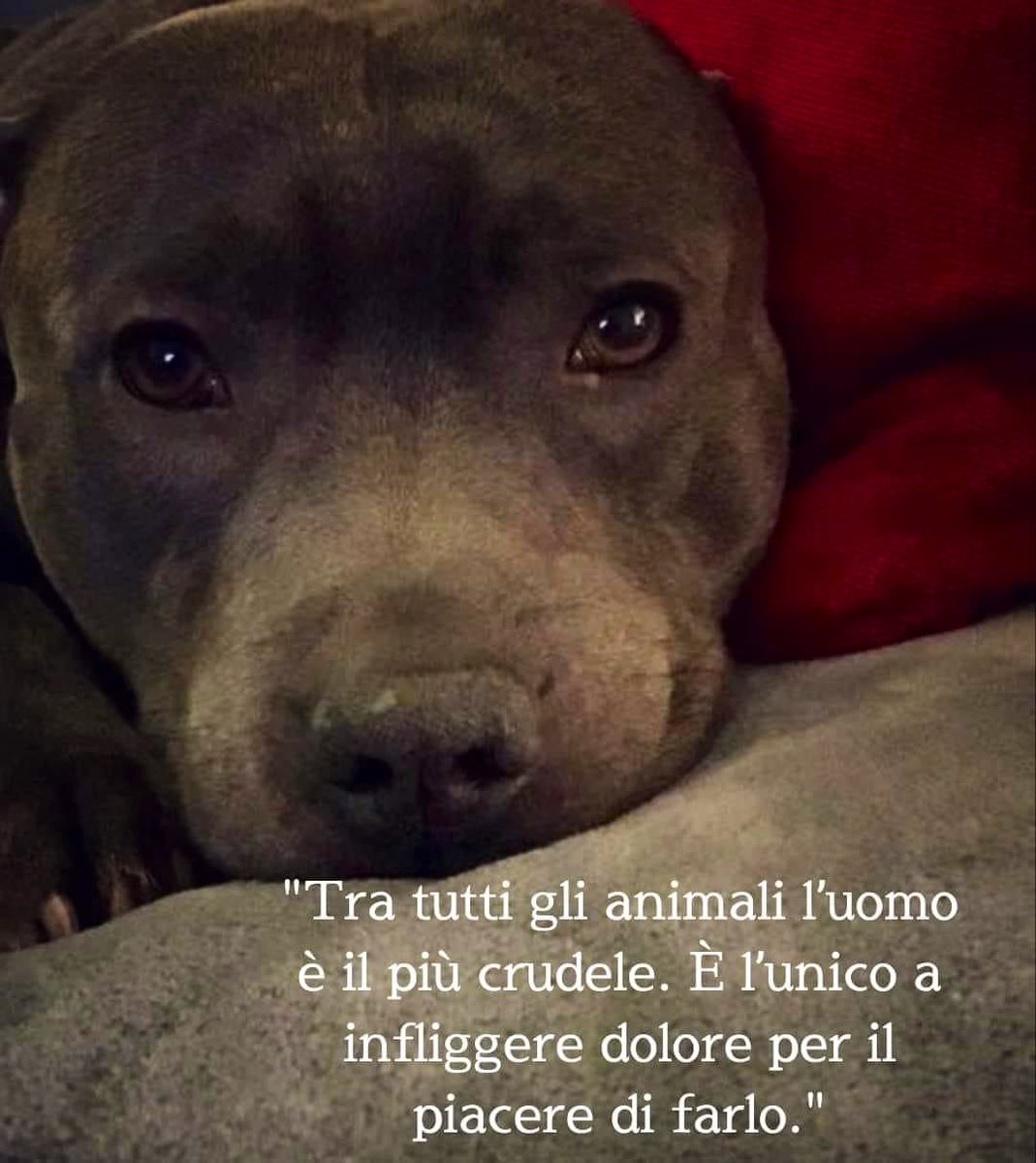 Che strazio…🤬😢😭