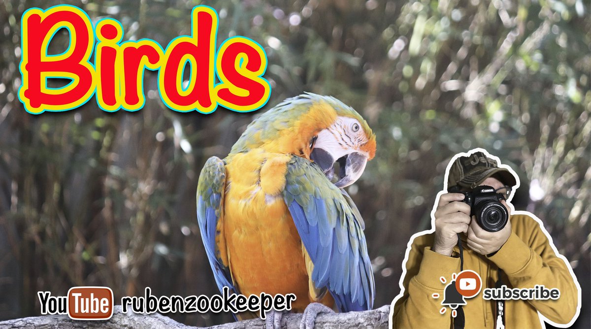 rubenzookeeper's tweet photo. welcome to my animal keeper life don't miss the birds #rubenzookeeper #myanimalkeeperlife #birds
https://t.co/Piek6AxbVh https://t.co/tyBCl5O1sl
