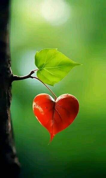 إسعى إلى ما يلفت قلبك 
            وليس ما يلفت عينيك

تصبحون على خير وسعادة 🌹💕🌹💕🌹

 #كلام_من_القلب
#صباح_الخير_والسعاده 
#بوح_آخر_الليل 
#خاطرة 
#تابعني_اتابعك