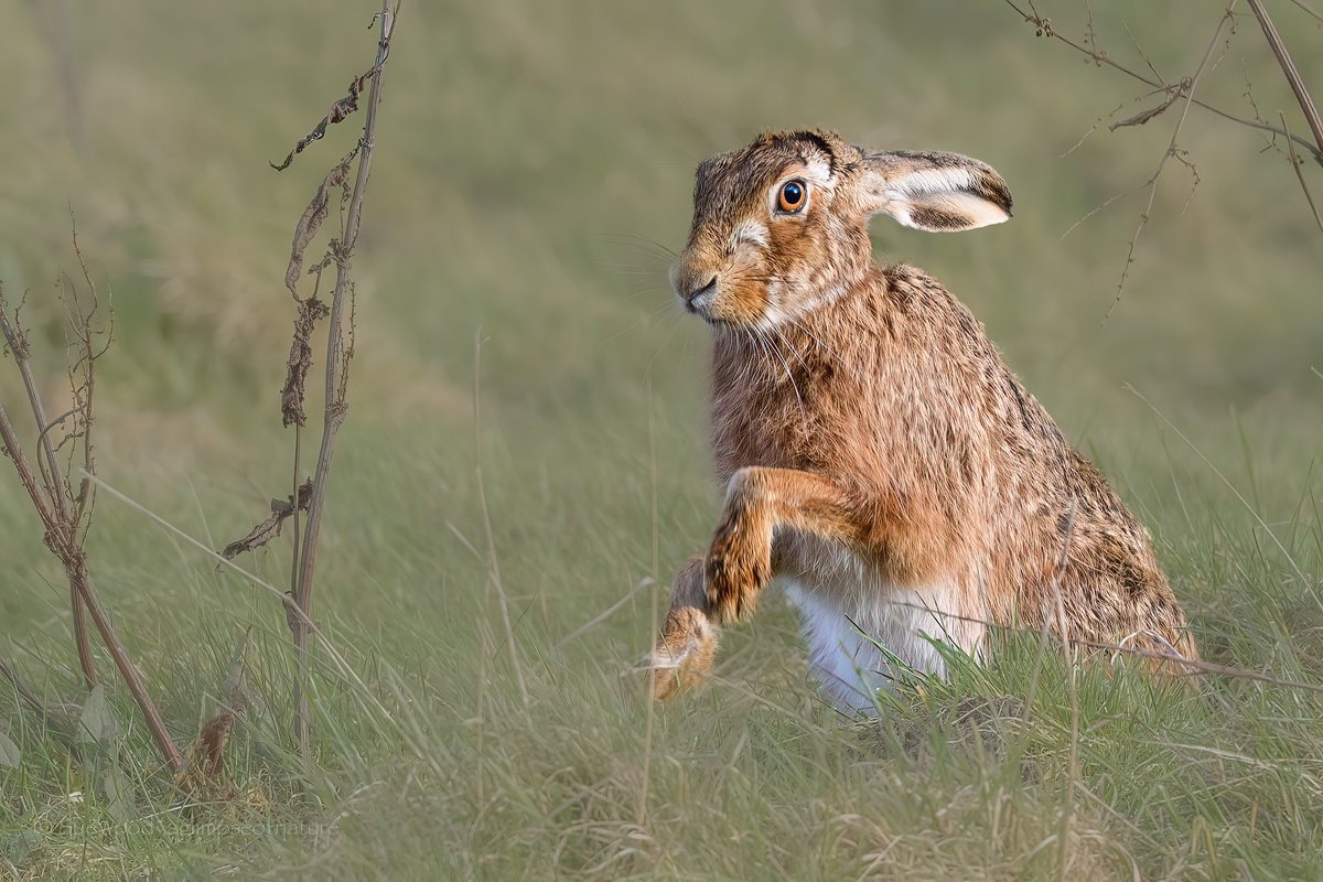 Looking guilty? #hare #brownhare  #Norfolk #BBCWildlifePOTD #bbccountryfilemagpotd #winterwatch #wildlifephotography
