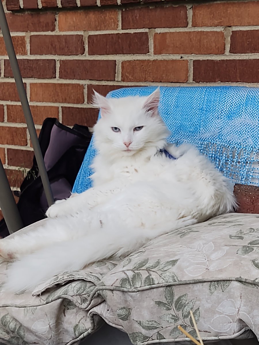 Cat Lover to Missy, Allie, Timmy & 🌈 Angel Daisy tweet media