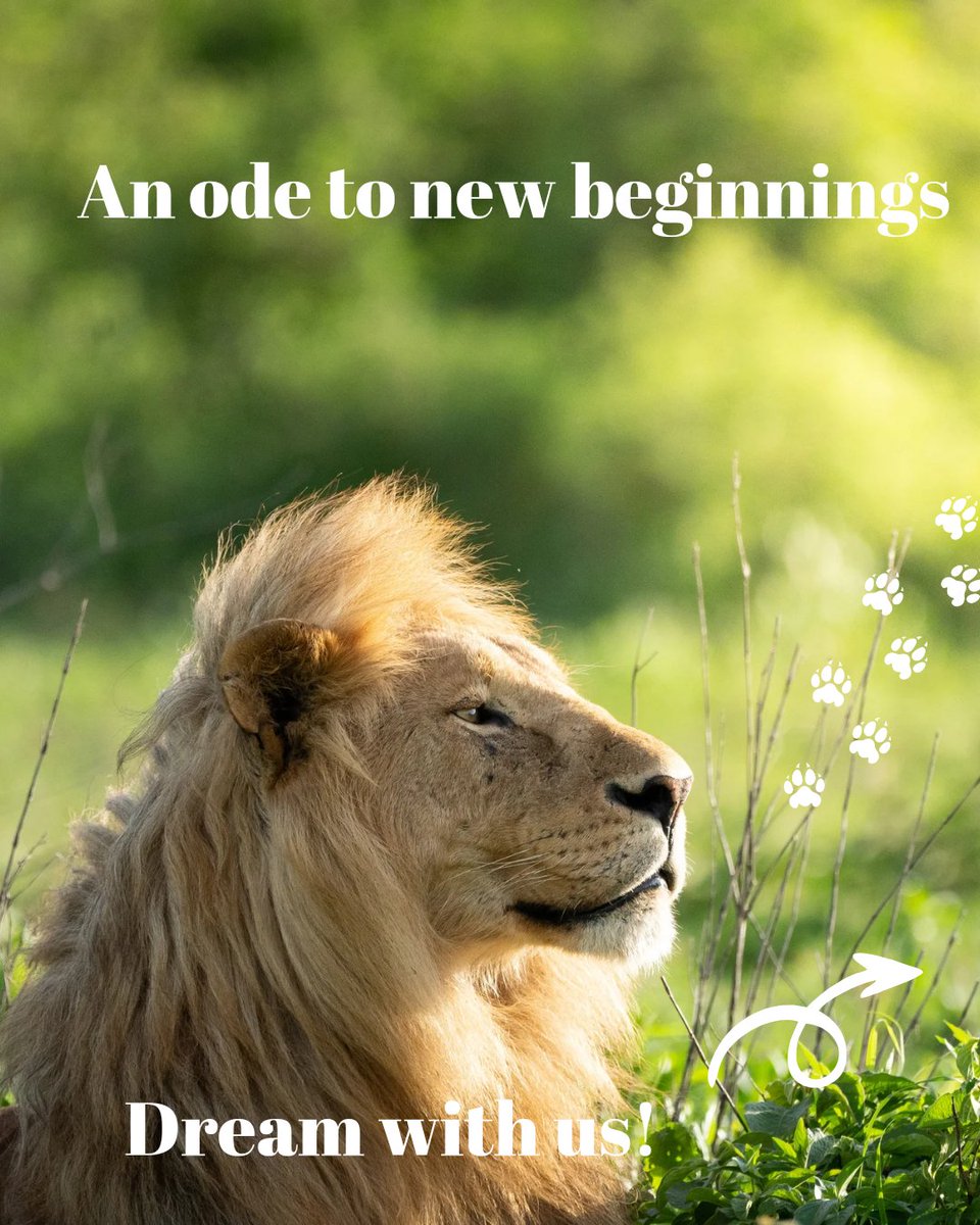 Pristinetrails's tweet photo. As we lean into the New Year we ask you 2 dream with us, for in those dreams lie 🗺️ to the extraordinary &amp; 1sr few scenes of your next adventure. 

Will this be the year that u journey 2 E. Africa on your 1st safari 🐘🦁, stand on world's highest🗻 - Kilimanjaro, visit Zanzibar? https://t.co/kHAztnuJ4h