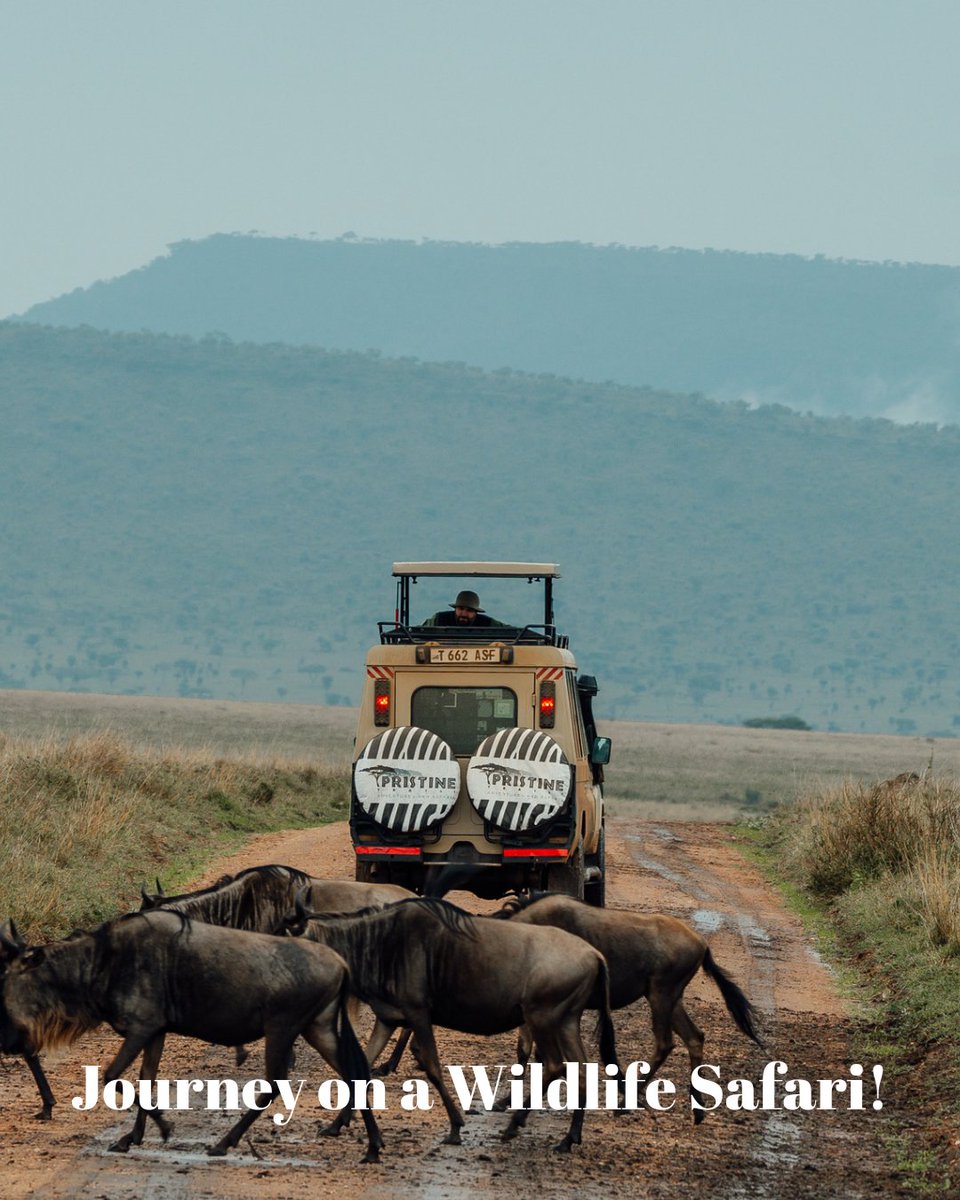 Pristinetrails's tweet photo. As we lean into the New Year we ask you 2 dream with us, for in those dreams lie 🗺️ to the extraordinary &amp; 1sr few scenes of your next adventure. 

Will this be the year that u journey 2 E. Africa on your 1st safari 🐘🦁, stand on world's highest🗻 - Kilimanjaro, visit Zanzibar? https://t.co/kHAztnuJ4h