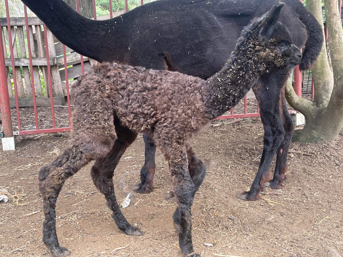 Nothing wakes up a farming family faster than the words “Cria on the ground!” A beautiful strong black boy born to Kalmia..name TBC #alpacashenanigans #hawkesburylifestyle #alpaca #newlife #baby #betterthansheep #luxuryfibre #girlswhofarm #cute #australianalpaca