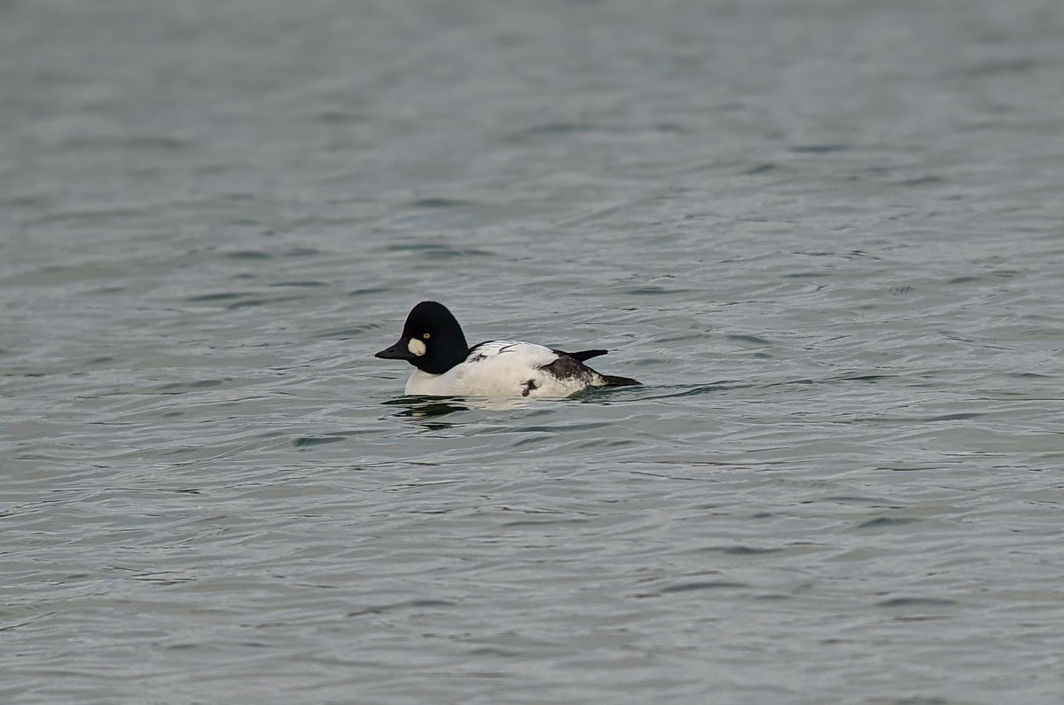 A walk down to Holywells Park for the superb Otter. Kept local in the afternoon with a brief walk at Wherstead Strand seeing four Great Northern Divers, several Red-breasted Mergansers and a few Goldeneye