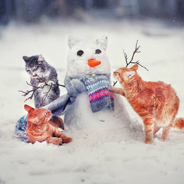 Havilah_V's tweet photo. #Caturday :
#Winter #WinterWeather #WinterWonderland #WinterTime #WinterFun #Snow #SnowyWeather #SnowFall #SnowCovered #SnowFlakes #Cat #Cats #CatsInCostumes #Kittens #GingerKittens #Snowman - Photo by Olga Shevchenko &amp; tam_gde_vsegda_leto https://t.co/qxmpjK0JxH