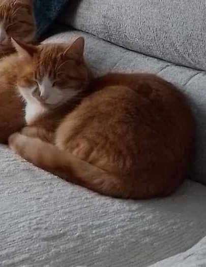 karensarah66's tweet photo. Tom missing  2/1/24 from Hartlepool TS24. On 3/1/24 ring doorbell shows Tom maybe being put into a car. Tom is neutered and chipped with a missing alert on the chip. Please help find him🐈 @muddypawscrime @rosiedoc666 @KarenFi51820768 @MistKatten @gelert01 @JohnDaffern2 @Debzit https://t.co/5Y3nEjqR9O
